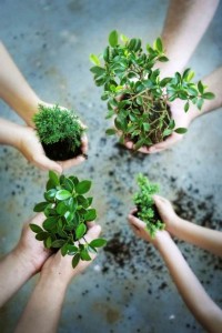 Corporate Social Responsibility - tree-planting