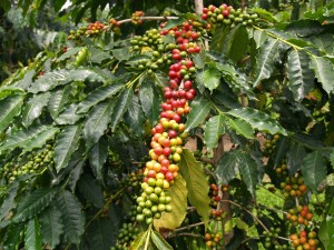 Drvo kafe Drvo kafe