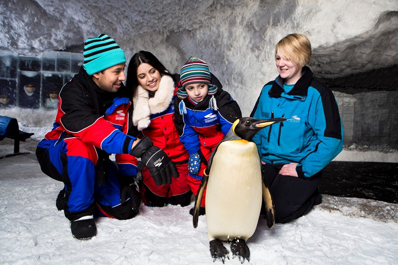 Ski Dubai - Is that REAL penguin!?