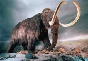 Mamut