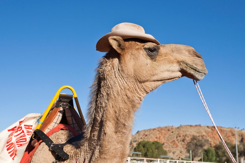 Camel Camel