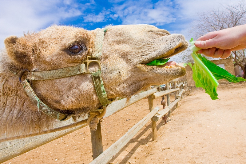 Camel Camel