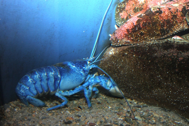 Blue Lobster